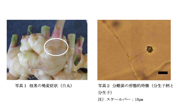 病害虫発生予察特殊報第３号（ショウガ褐色しみ病）