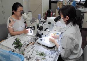実体顕微鏡で花芽分化の状況を調査する普及指導員