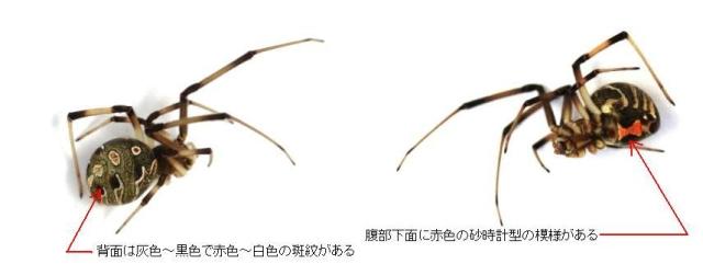 ハイイロゴケグモ