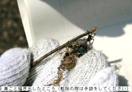 駆除の際は手袋をしてください