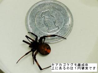 1円硬貨との大きさ比較