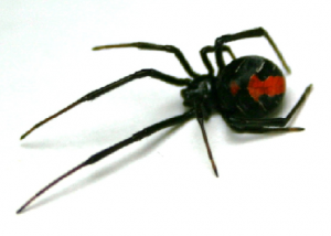セアカゴケグモ