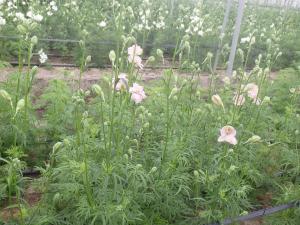 ラークスパーの開花状況