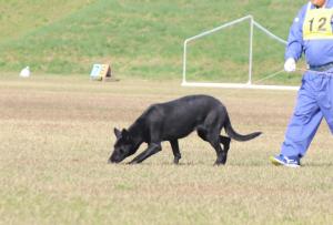 犬が地面を嗅いでいる写真です