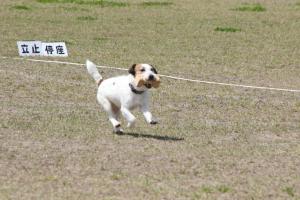 犬がダンベルをくわえて歩いている写真です