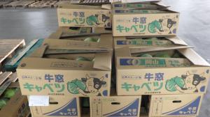 牛窓キャベツ