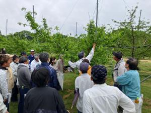 白皇の摘果方法を学ぶ生産者