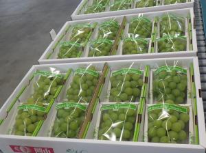 出荷された「アレキ」