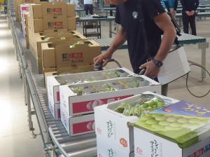 厳正な選果（出荷果実の糖度確認）