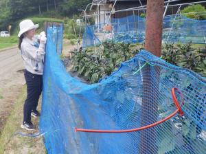 フェロモン剤設置の様子