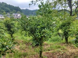仕立て直しが進んだしきみ