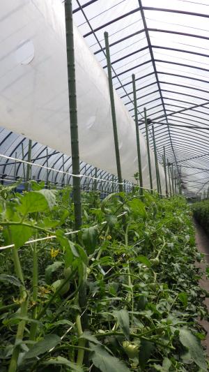 ハウス内の送風ダクトの穴からトマトに微風が当たっている写真