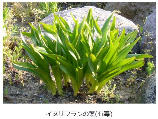 イヌサフランの葉