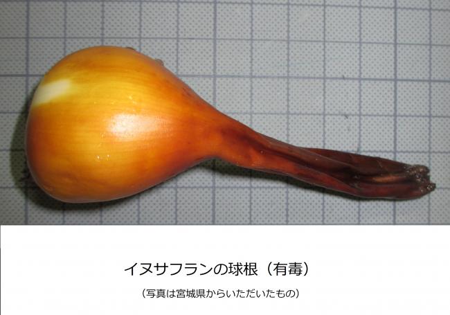 イヌサフランの球根