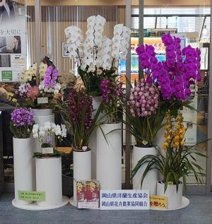 展示された洋蘭