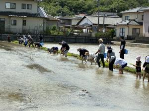 田植え体験の様子