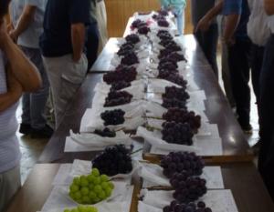 品質を確認する生産者ら（津山部会）の写真