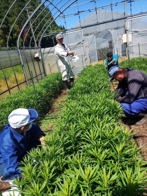 ソリダゴの間引き作業を体験