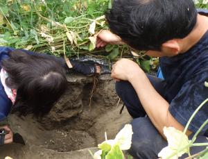 根の深さを確認する普及指導員