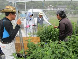 りんどうの収穫について指導する先輩会員