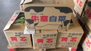 牛窓白菜