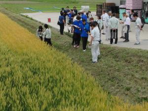 小麦の出来を確認する参加者