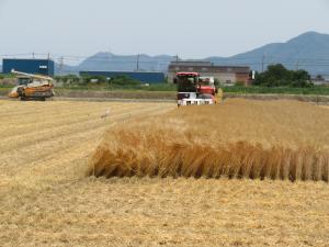 大型のコンバインが稼働