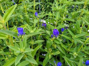 開花した「岡山RND４号」